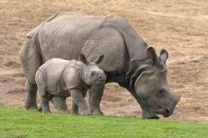 Indian rhinoceroses Bandhu joins his mother Jatri in the Asian Plains exhibit at the San Diego Zoo's Wild Animal Park